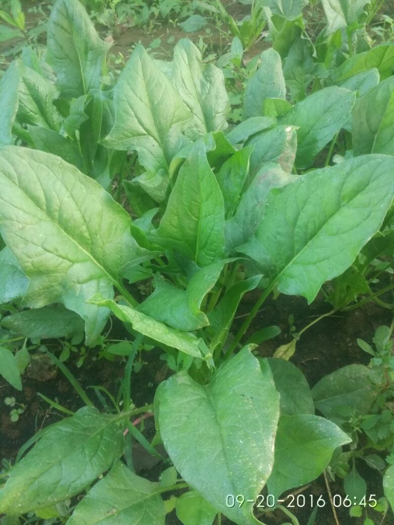秋菠菜25~30厘米