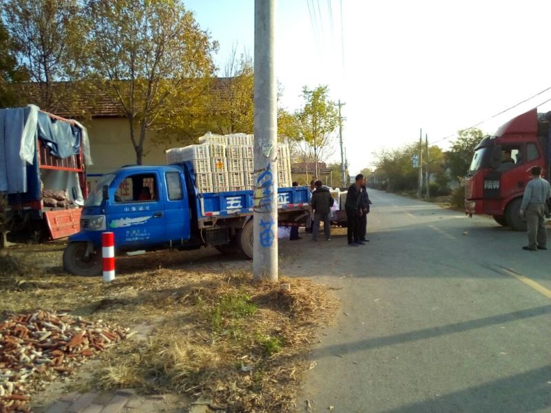 冬枣，实力商家，鲜枣一件代发，落地配，