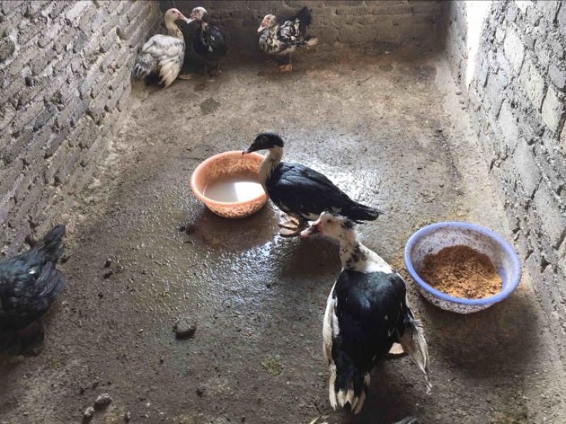 黑鸭