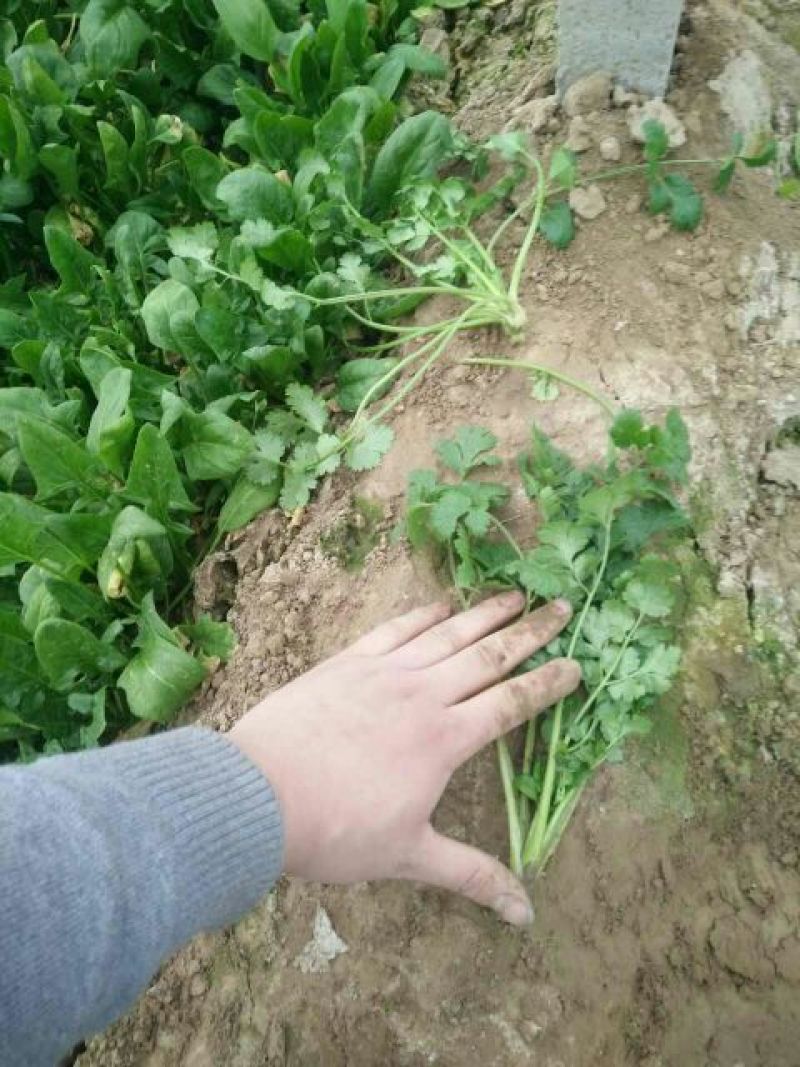 越冬菠菜20~25厘米