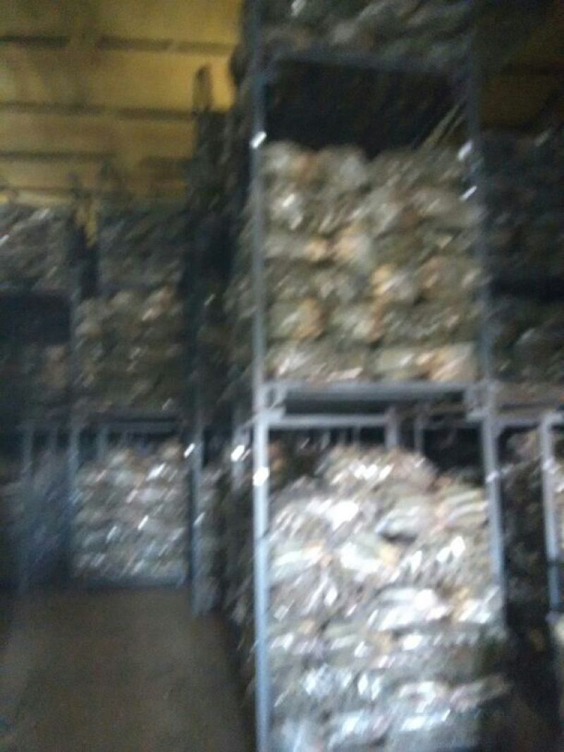 潍县萝卜产地批发，现拔，冷库萝卜大量现货