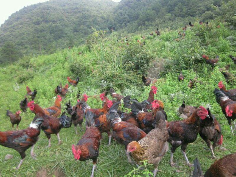 血毛土鸡6~9月