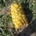 芥菜头2两以上