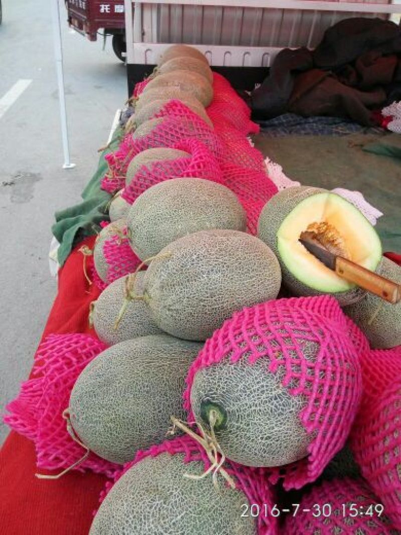 伽师瓜3斤以上椭圆形