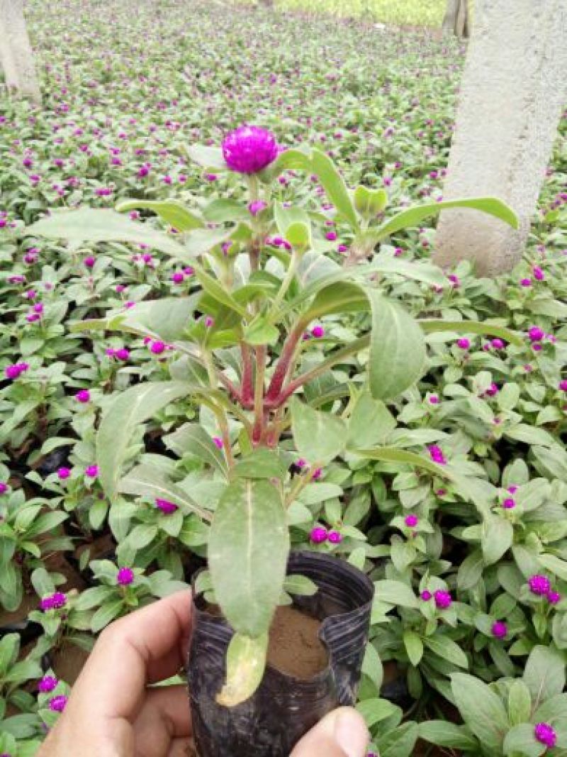荷兰菊