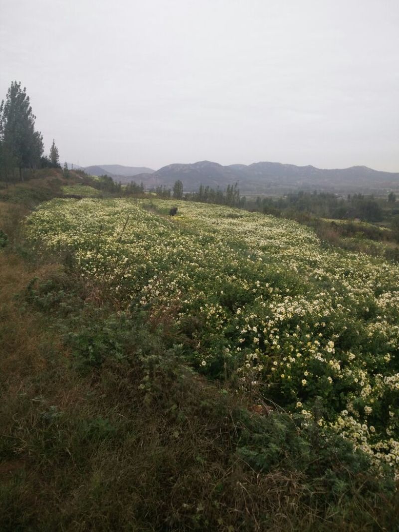 菊花茶