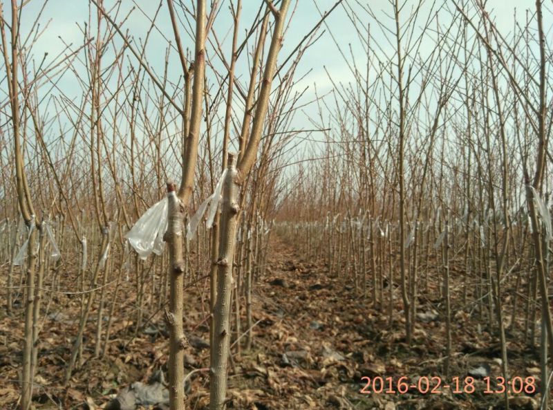 【桃树苗】80cm以上河南南阳苗木基地直供品质保证存活