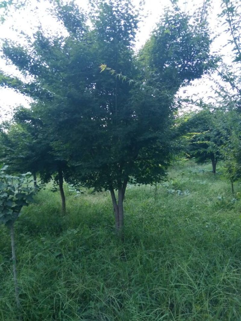 鸡爪槭苗80~100cm