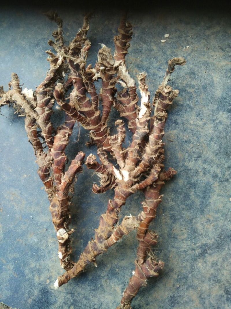 石菖蒲统条