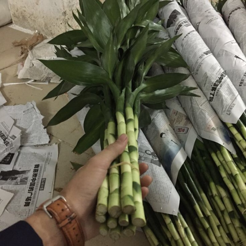 富贵竹