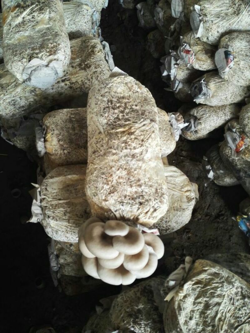 平菇熟料菌棒产量高量大从优物美价廉
