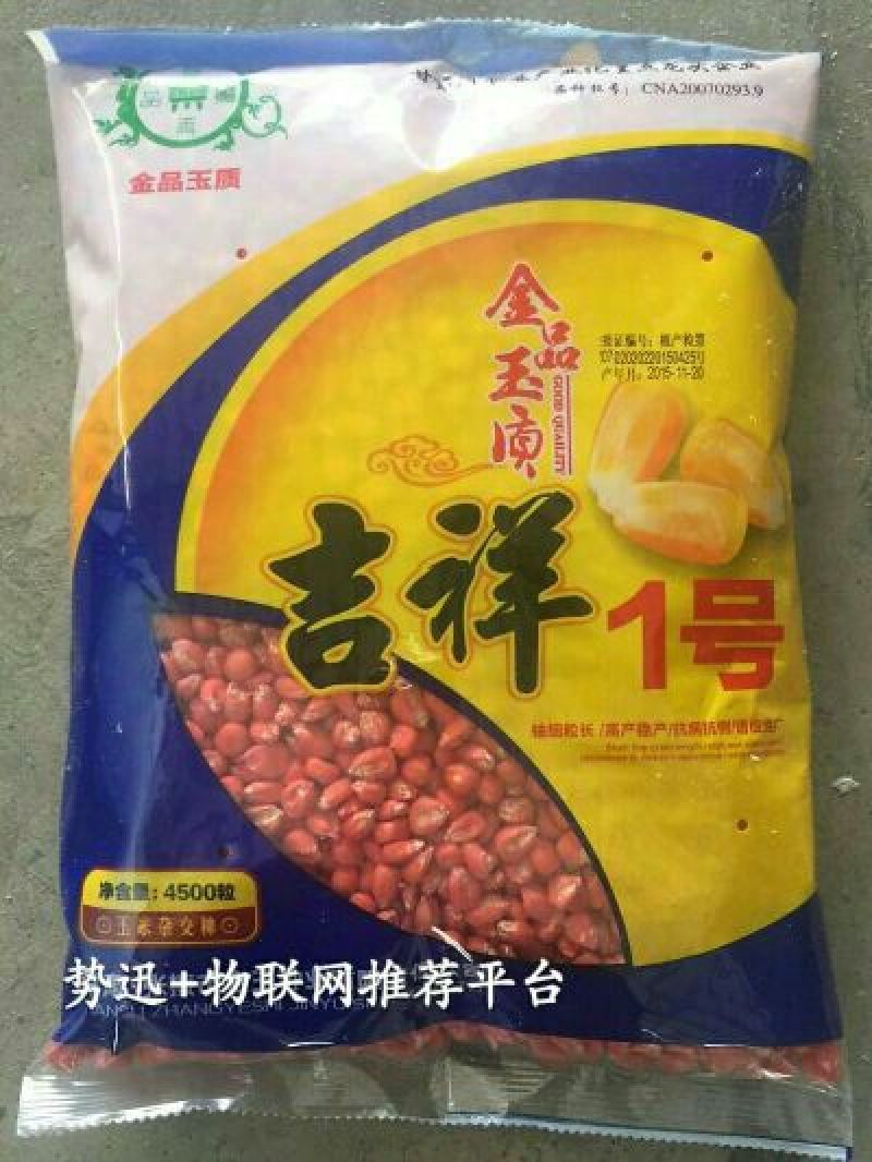 玉米种子