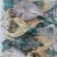鱼干