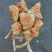 滑子菇干品