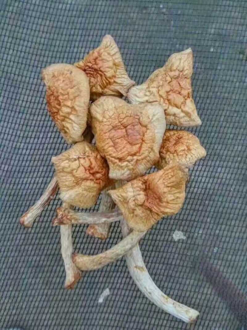 滑子菇干品