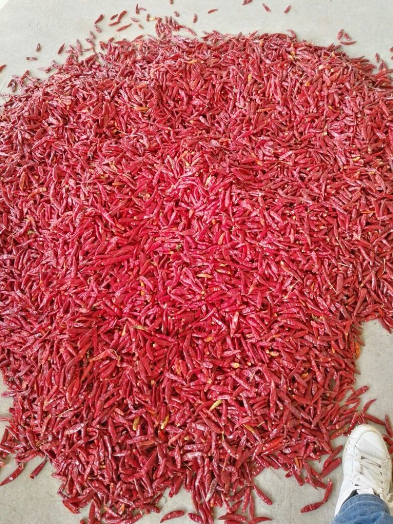 三樱椒八号上通货8.5成干