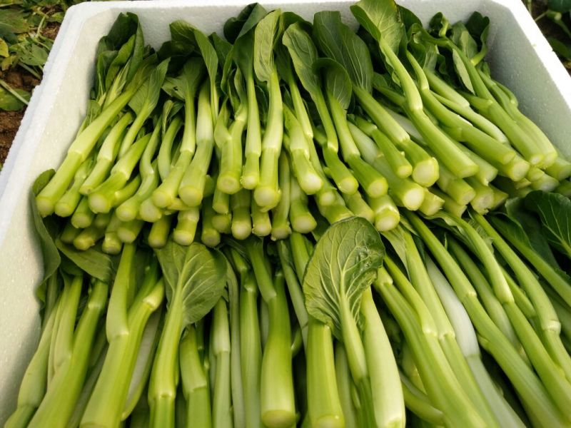 菜苔