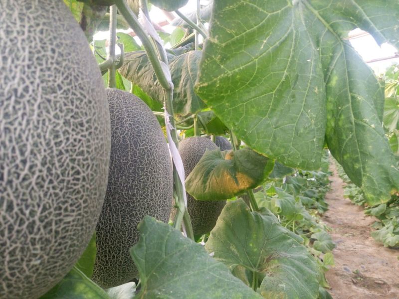 西州蜜瓜5斤以上长圆形