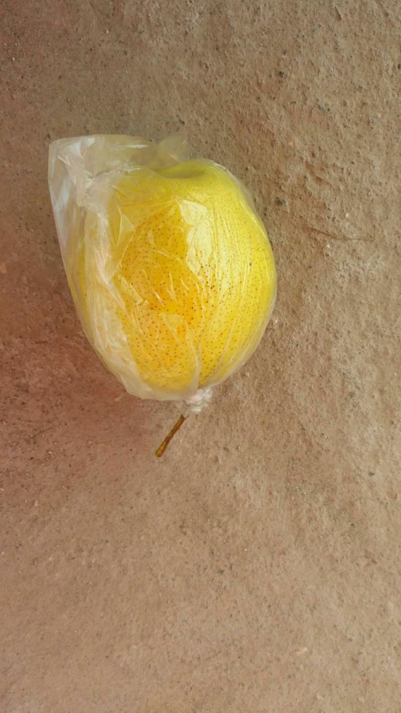 雪花梨膜袋