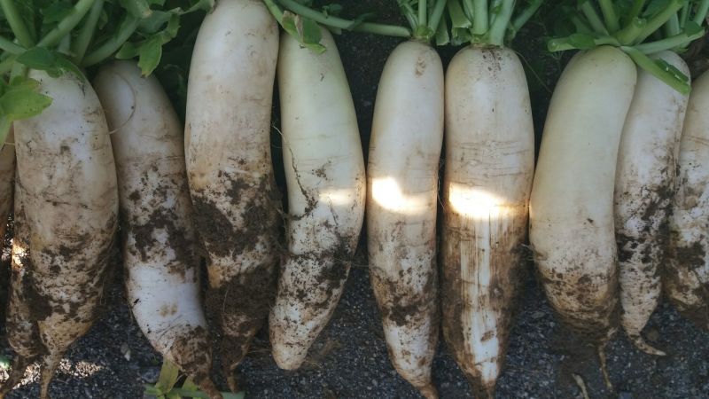 白萝卜1~1.5斤起