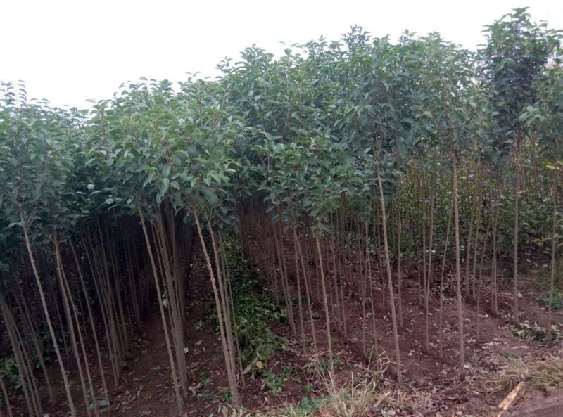 大叶女贞4cm以下