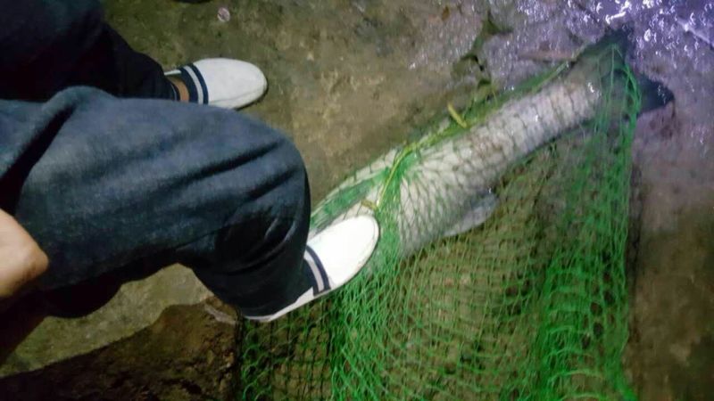 青鱼鱼苗活鱼