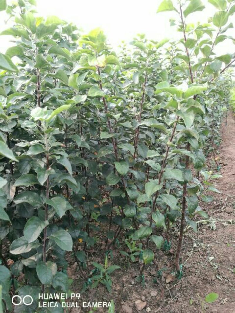 苹果苗烟富10号苹果树苗80cm以上嫁接苹果树苗
