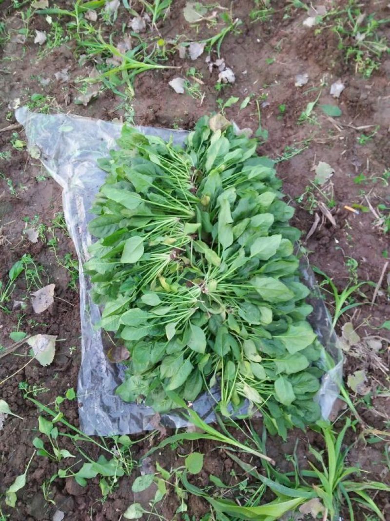 越冬菠菜20~25厘米
