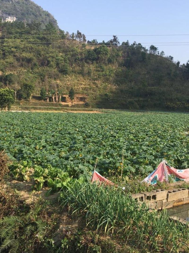 迷你小南瓜