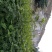 地径0.6-08cm花椒苗实生苗1~2年