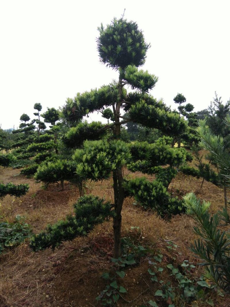 造型松10公分