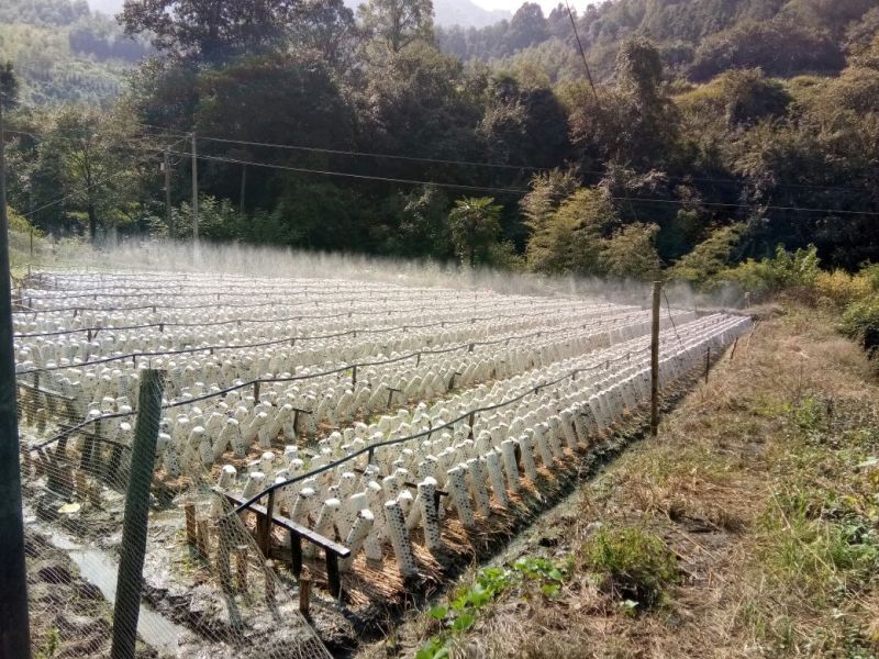 干木耳一级