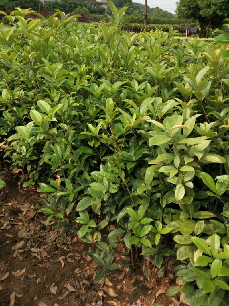 金桂花树苗