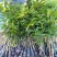 芒果苗1m以下