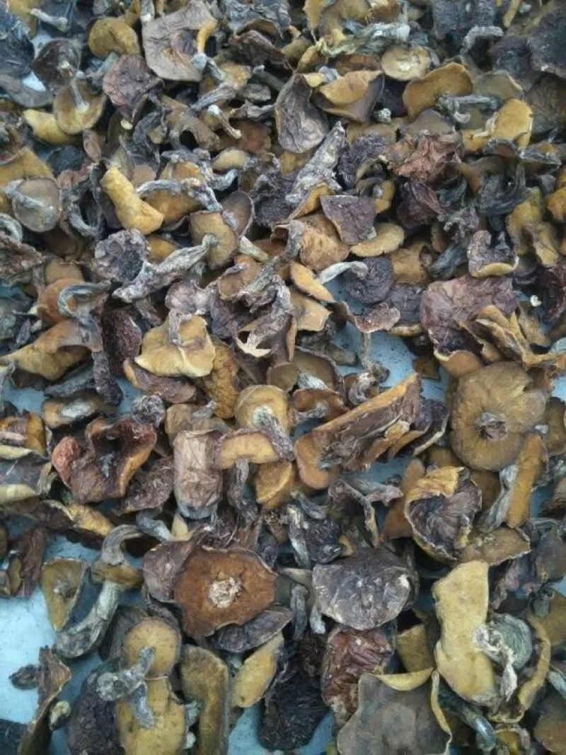 松蘑特级