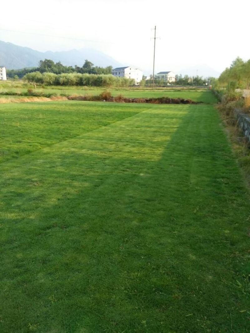 马尼拉草坪