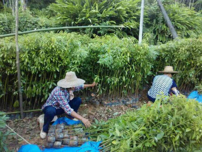 金丝楠