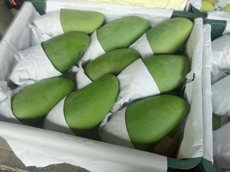 大青芒10两以上坏果包赔一件代发