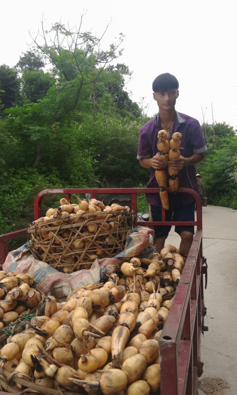 红薯粉面颗粒