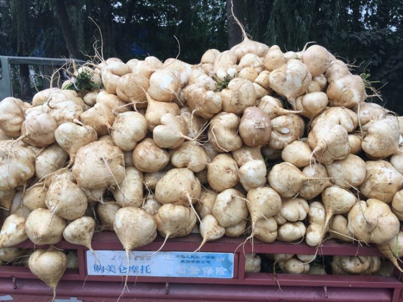凉薯，地瓜，地梨儿，地萝卜，土瓜。。。。。。。