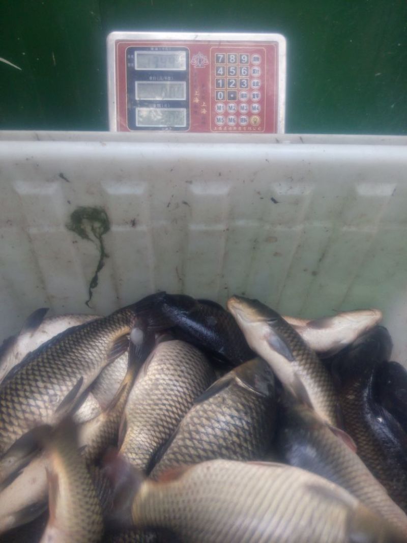 池鲤鱼食用2~3公斤