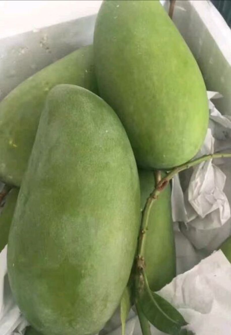 精品大青芒10量以上！口感香甜无酸！果肉细腻，粗纤维少