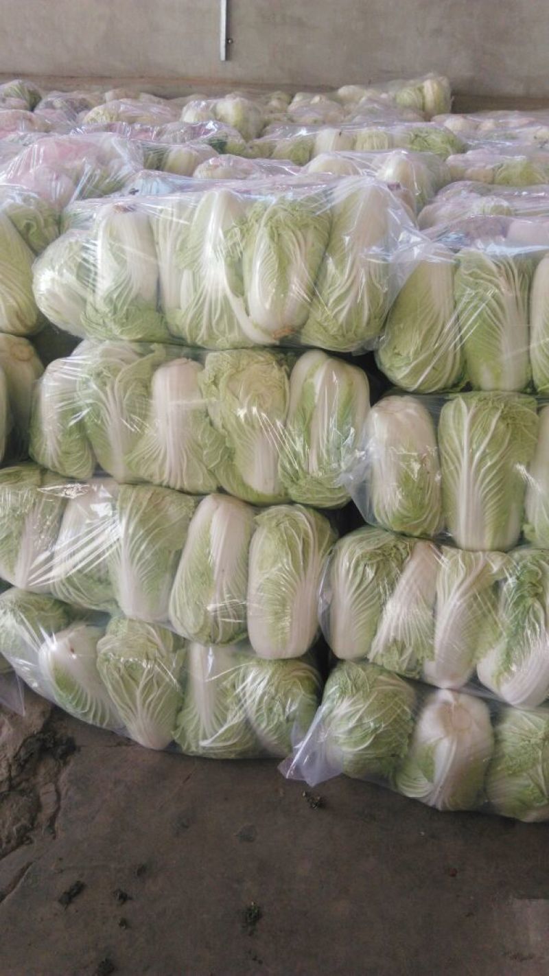 大白菜4~6斤，M5白菜，毛净都有
