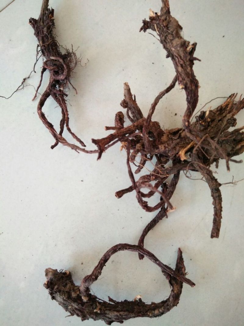 紫草