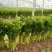 法国皇后芹菜50cm以上