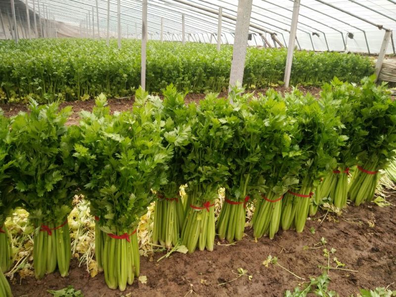 法国皇后芹菜50cm以上