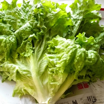 美国大速生生菜1斤以上