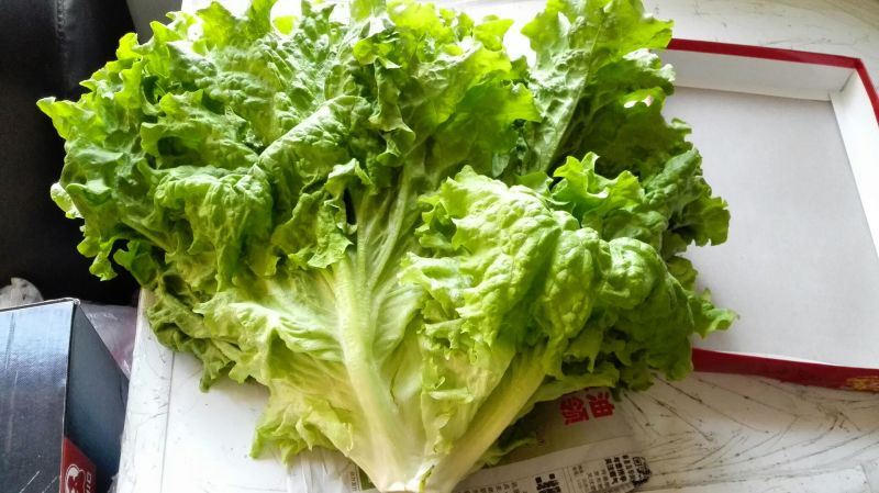 美国大速生生菜1斤以上