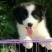 边牧放牧羊犬公母都有任意挑选一只也发货