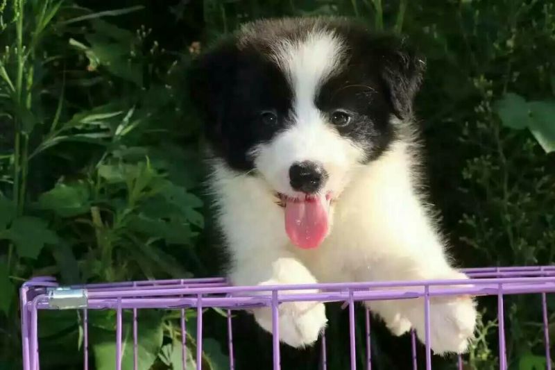 边牧放牧羊犬公母都有任意挑选一只也发货
